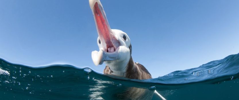 Why Do Seabirds Eat Plastic?