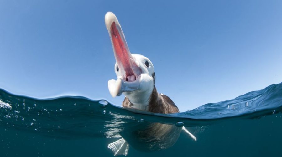 Why Do Seabirds Eat Plastic?