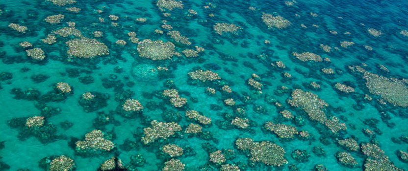 New Report Shows Two-Thirds of the Great Barrier Reef Hit by Back-to-back Mass Bleaching