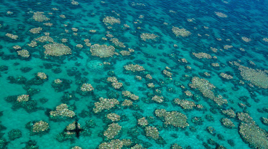 New Report Shows Two-Thirds of the Great Barrier Reef Hit by Back-to-back Mass Bleaching