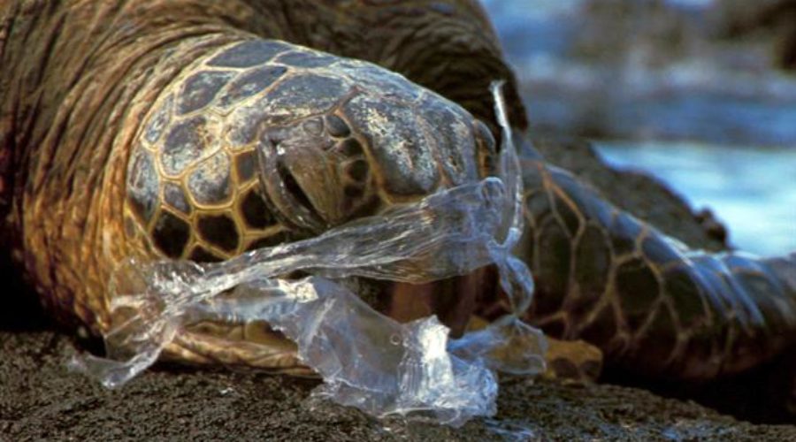 7 Facts About Plastic Bags that Will Change How You Use Them