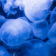 4 Surprising Facts about Jellyfish