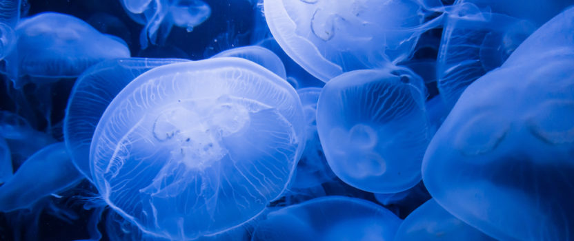 4 Surprising Facts about Jellyfish