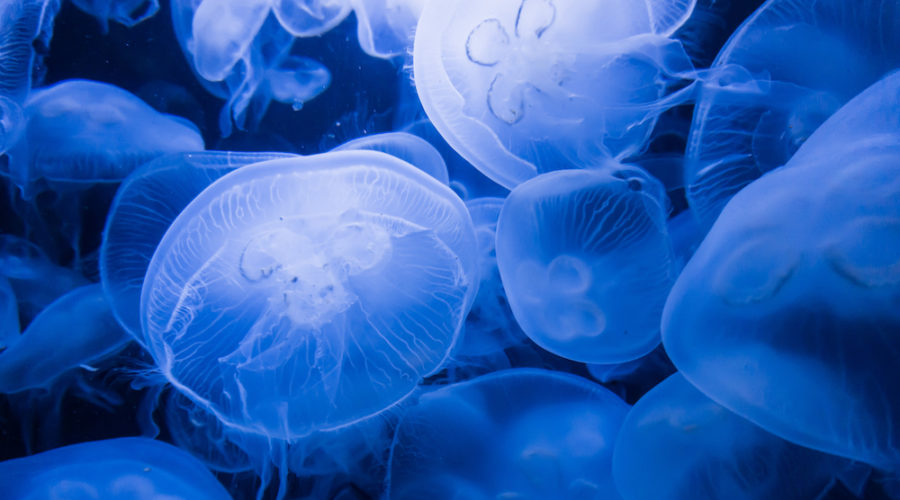 4 Surprising Facts about Jellyfish