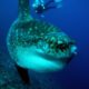 What You Didn’t Know About Mola Mola