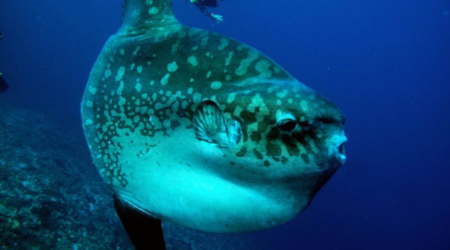 What You Didn’t Know About Mola Mola