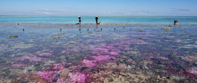 Ocean Acidification Due to Elevated Levels of Carbon Dioxide Prohibits Reef Growth