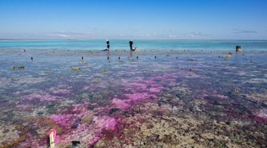 Ocean Acidification Due to Elevated Levels of Carbon Dioxide Prohibits Reef Growth