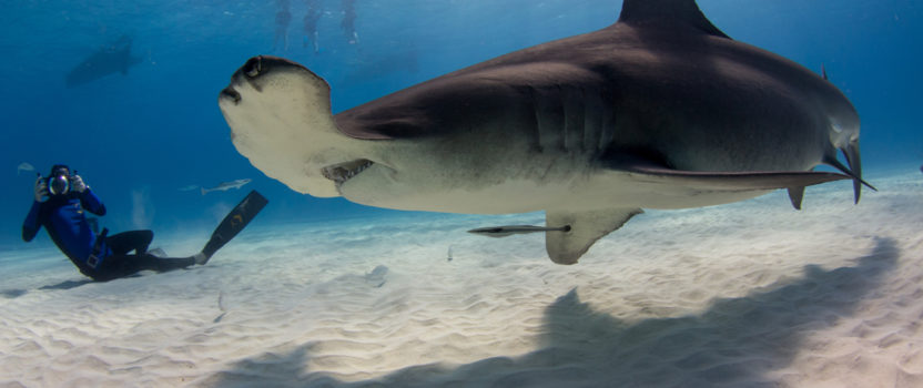 Freediving for a Cause: The Watermen Project and Shark Conservation