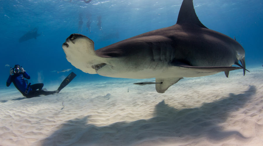 Freediving for a Cause: The Watermen Project and Shark Conservation