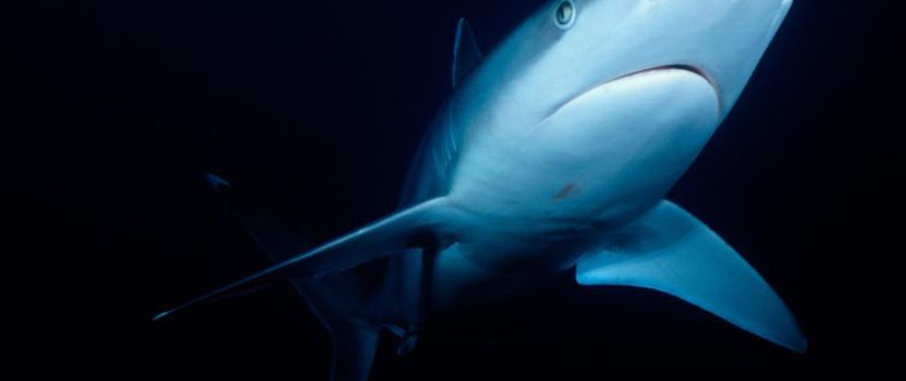 How Scientists Can Study Sharks They Can’t See