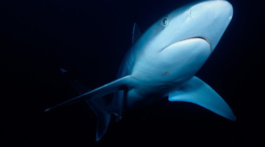 How Scientists Can Study Sharks They Can’t See