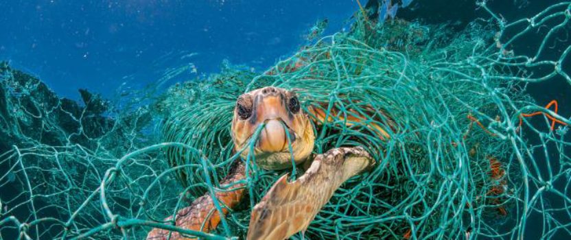 For Animals, Plastic Is Turning the Ocean Into a Minefield