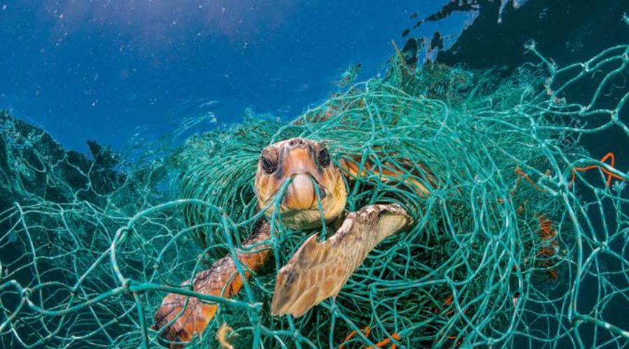 For Animals, Plastic Is Turning the Ocean Into a Minefield