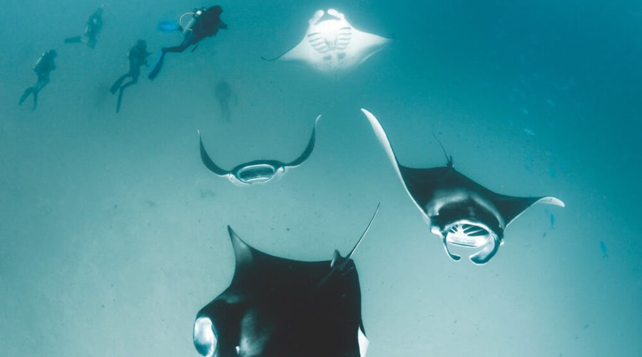 The World’s Greatest Manta Gathering