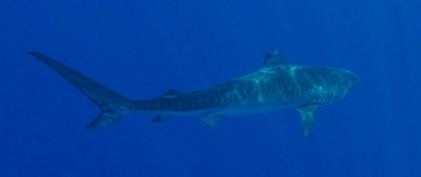 Scientists In The Philippines Tag Their Biggest Tiger Shark So Far