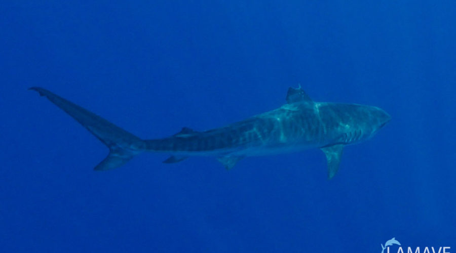 Scientists In The Philippines Tag Their Biggest Tiger Shark So Far