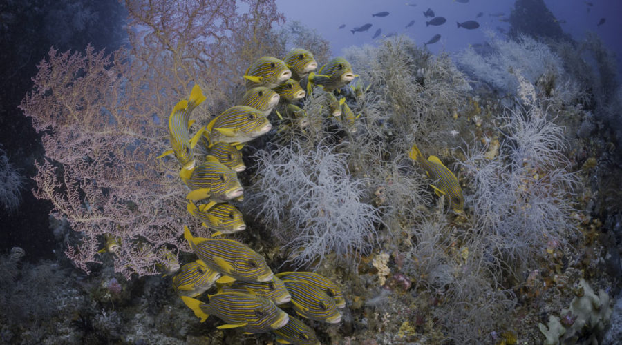 The Color of The Reefs