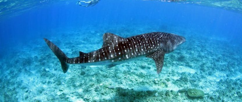 Reasons Why Whale Sharks Gather