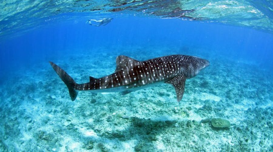 Reasons Why Whale Sharks Gather