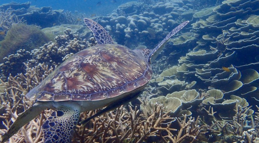 Tioman Island, Malaysia