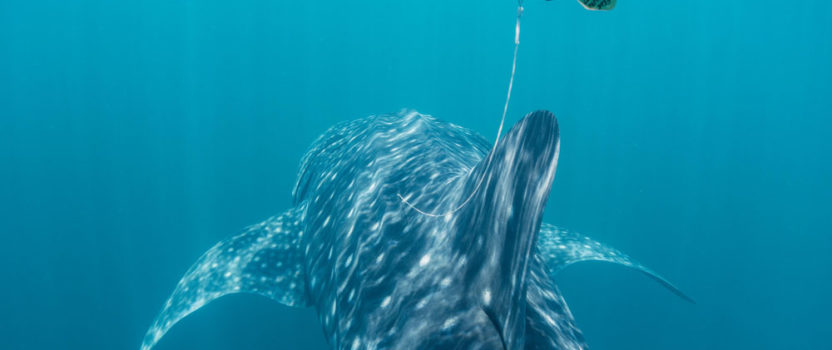 Satellite Tag Study Reveals Importance of Philippine Waters for Whale Sharks