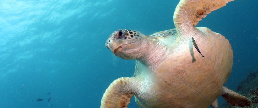 Just a Few Pieces of Plastic Can Kill Sea Turtles