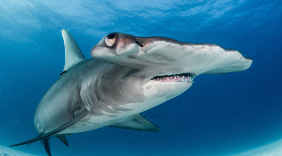 Hammerheads!