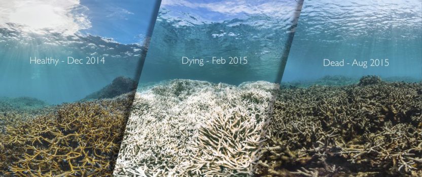 A Single Drop of Sunscreen Can Kill Coral….