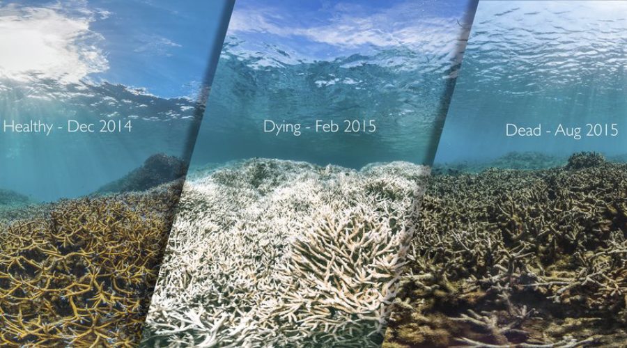 A Single Drop of Sunscreen Can Kill Coral….