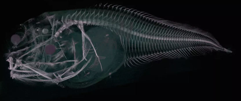 How We Discovered A New Species Living At The Very Bottom of the Ocean