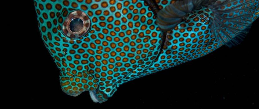 Why Are Reef Fish So Colorful?