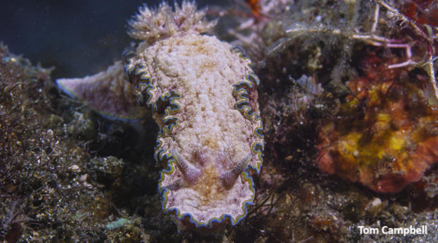 Nudibranchs are Just Weird