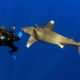 Keeping Shark Encounters Safe and Enjoyable