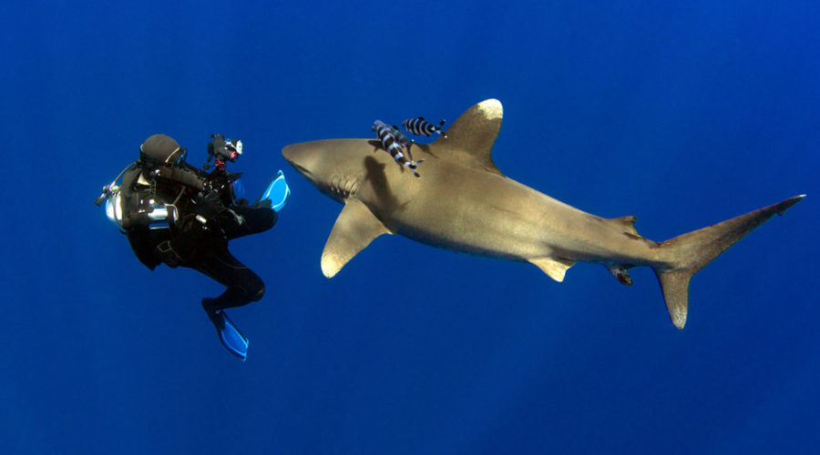 Keeping Shark Encounters Safe and Enjoyable