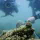 Could Hong Kong’s hardy corals be key to saving the world’s threatened reefs?