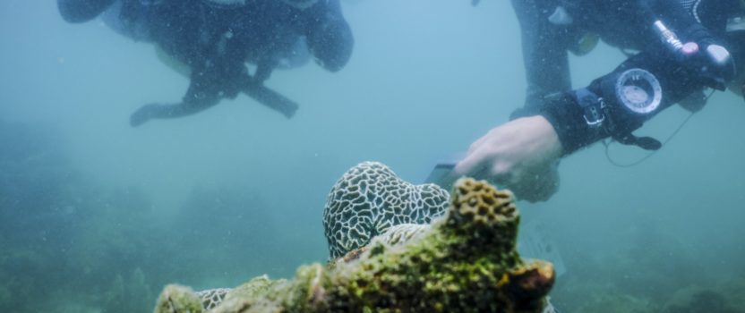 Could Hong Kong’s hardy corals be key to saving the world’s threatened reefs?