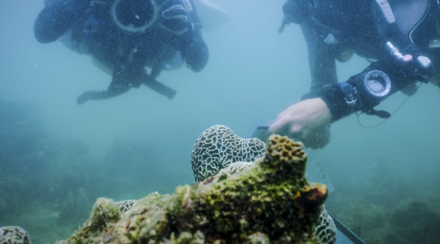 Could Hong Kong’s hardy corals be key to saving the world’s threatened reefs?