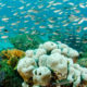 Ambitious Plans To Raise $1.6 billion for Ocean Conservation