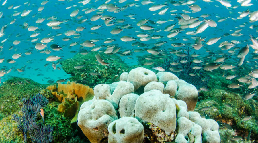 Ambitious Plans To Raise $1.6 billion for Ocean Conservation