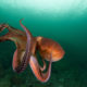 Scientists Plead The Case Against Growing Practice of Octopus Farming