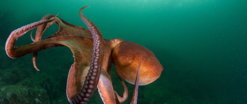 Scientists Plead The Case Against Growing Practice of Octopus Farming