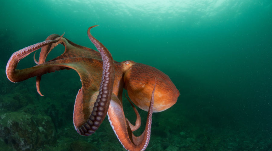 Scientists Plead The Case Against Growing Practice of Octopus Farming