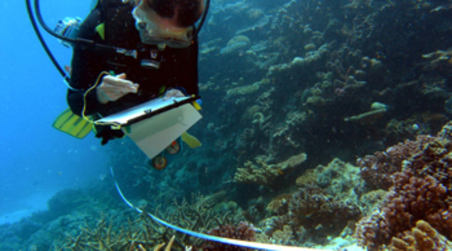 CORAL REEFS NOW MORE RESISTANT TO OCEAN WARMING THAN A DECADE AGO