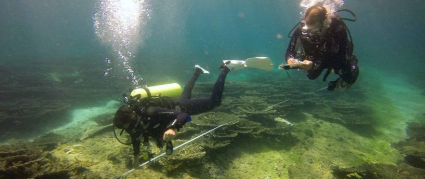 CORAL ‘SIGNS OF HOPE’ IN THE MALDIVES