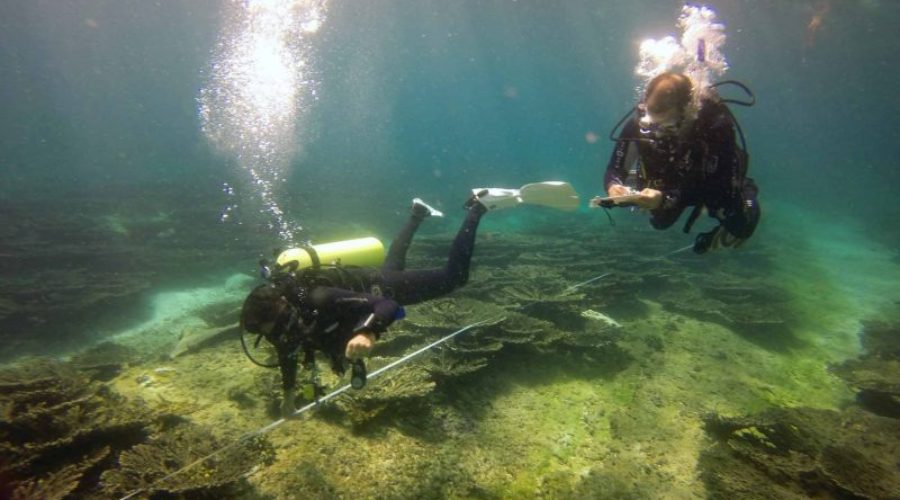 CORAL ‘SIGNS OF HOPE’ IN THE MALDIVES