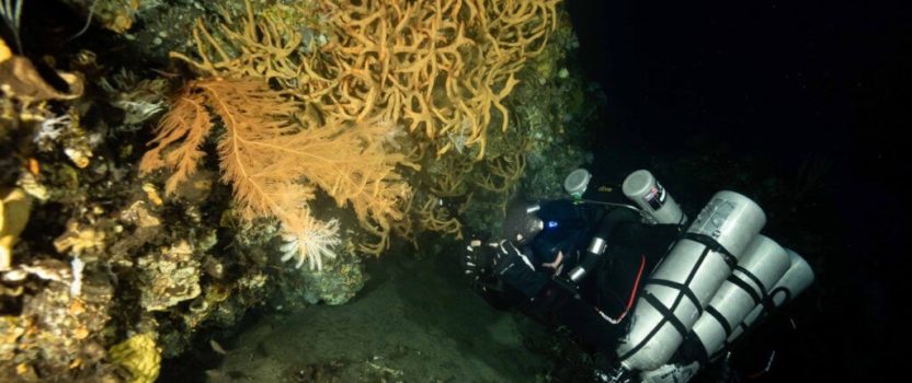 MESOPHOTIC CORAL ECOSYSTEMS IN INDONESIA