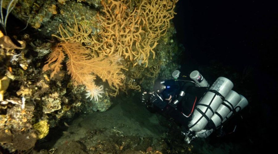 MESOPHOTIC CORAL ECOSYSTEMS IN INDONESIA