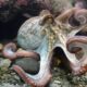 Dive Into the World of Octopuses, Squids and More