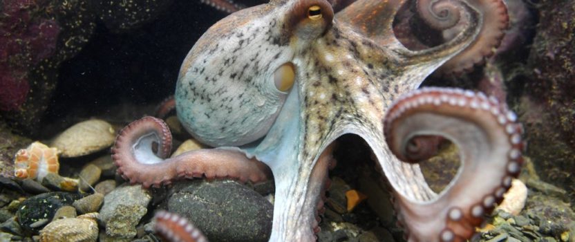 Dive Into the World of Octopuses, Squids and More